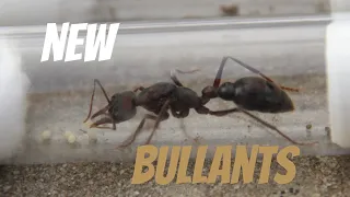 Bull Ant Unboxing (Myrmecia)