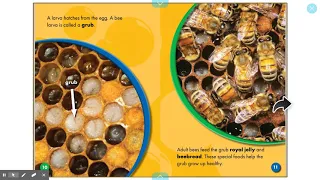 The Life Cycle of a Bee Book