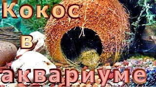 Кокос в аквариуме вместо коряги - как сделать самому?