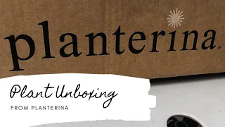 Planterina Plant Mail Unboxing - What Did I Buy?