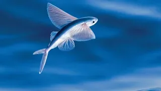Летающая рыба: невероятно, у нее даже есть крылья!