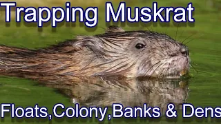 Muskrat Trapping Techniques Beginning to End. Focus on Trapping