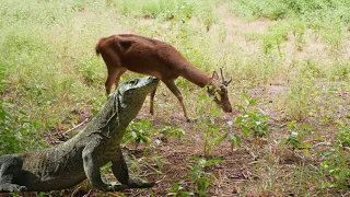 KOMODO DRAGON CHASING AND EAT ALIVE DEER ON THE  BEACH