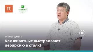 Мозг лидеров и мозг подчиненных — Вячеслав Дубынин