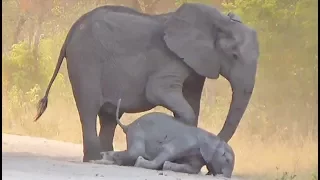 Elephants Try Help Dying Calf