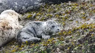 Harbor Seals with pups on Lummi Island