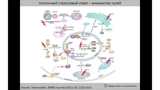 11. Клеточный стресс