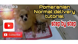 Vlog 02 : Pomeranian Giving Birth Tutorial (normal deliver