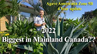 Agave Americana in Zone 5B Ontario Canada 4 year update