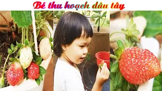 🍓 BÉ THU HOẠCH DÂU TÂY 🍓🍓 The baby harvests strawberry 🍓