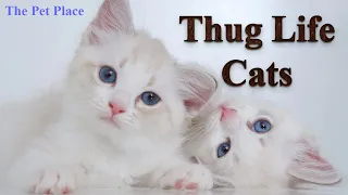 Thug Life Cats Compilation 2023 #thuglife #cats