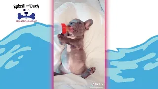 CUTEST French Bulldog TikTok Compilation 2020