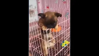 two puppies fighting in the cage  #shorts #animals #funny #comedy #dogs