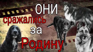 Собаки-герои Великой Отечественной войны🇨🇳 #собаки #9may #victory #war #memory