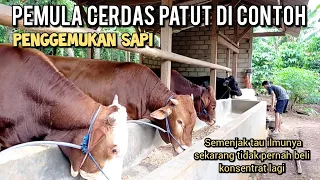 Penggemukan sapi pemula pakan bikin sendiri patut di contoh