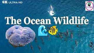 The Ocean-4K Wildlife | Wild Pacific -The Beauty of Life| Underwater World 4K Ultra HD| Marine Life