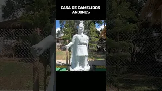 🇵🇪 CASA DE CAMELIDOS  ANDINOS  Cusco Información Útil | Perú Vip | Machu Picchu | Cusco 🇲🇽🇧🇷🇺🇸🇦🇷🇨🇴🇨🇱