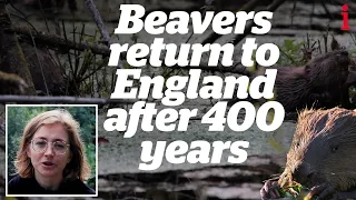 Wild Beavers in the UK: How reintroduction is improving wildlife after 400 years | documentary
