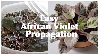 African Violet Propagation Tutorial