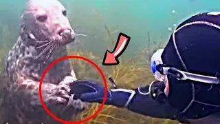 Seal Suddenly Gripped Man By The Hand & Won't Let Go, Then He Sees Something Incredible...