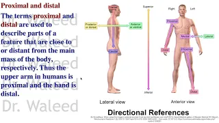 Basics 29 Anatomical terms of location