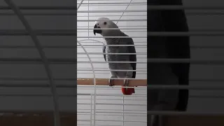 The parrot gray speaks "its" language. Cool parrot. What does she say:)?