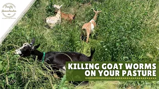 Can I kill goat worms on pasture?