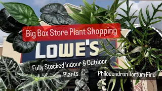 Big Box Store Plant Shopping Lowes Houseplants and Outdoor Plants Philodendron Tortum Plant Find