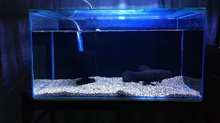 Black wolf fish in mini aquarium. Why? ｜ Monster Aquarium Tank Fish Room Setup