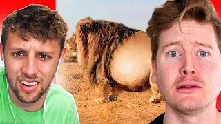 TOP 10 FATTEST WILD ANIMALS EVER SEEN REACTION