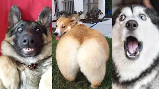 ⚠️ You will get STOMACH ACHE FROM LAUGHING SO HARD 🤣🐶 - Funny Dog Videos 2021