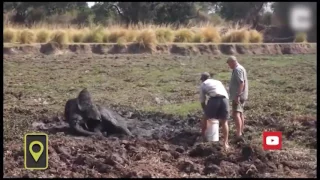 Охотники спасли слонёнка в Зимбабве - Hunters rescued an elephant in Zimbabwe