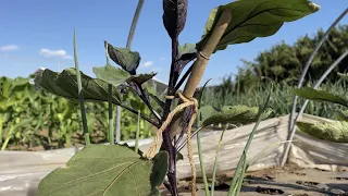 ナス植えたら最初にコレやるだけで１株から５００個収穫できます！（３本仕立て〜芽かき〜誘引）【ナスの育て方・栽培方法】23/5/2