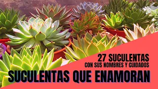 27 SUCULENTAS IDENTIFICADAS con sus nombres científicos y cuidados I #SuculentasQueEnamoran