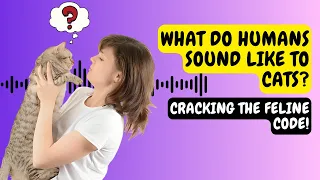 What do Humans Sound Like to Cats?