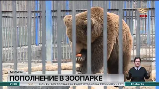 Сразу две медведицы принесли приплод в Карагандинском зоопарке
