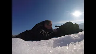 I Daini nella neve   Caccia di selezione   ATC PR9