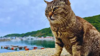 Visiting Japan's Adorable CAT ISLAND (Ainoshima, Fukuoka)