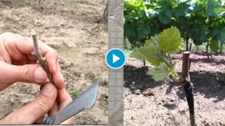 Присаждане на лоза през пролетта.(Grafting grape vines in early spring)