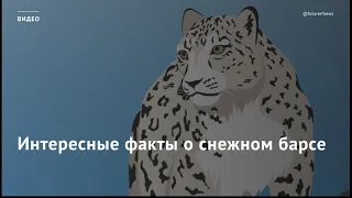 Интересные факты о снежном барсе