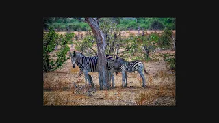 Preserving Nature's Legacy The Babies of Botswana: A Conservation Photography Journey