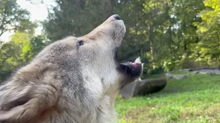 Wolf Brothers Share an Autumn Howl