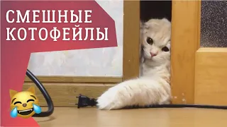 ФЕЙЛЫ #29 СМЕШНЫЕ НЕУДАЧИ И ПРИКОЛЫ С КОШКАМИ / Funny Cats