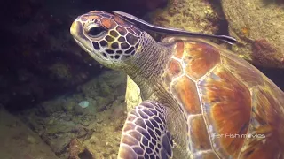 Green Turtle (6) | Stock Video For Sale