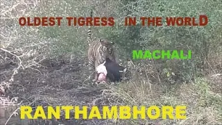 MACHALI- The Legend tigress of Ranthambhore. Oldest tigress in the wild -GUIDE VIPUL JAIN