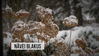 "Aculiecinieks" - Nāvei blakus