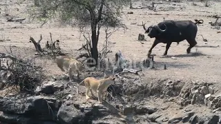 Lioness chases Zebra | Nature's Great Events - BBC One#Lioness chases Zebra | Nature's G