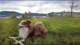 Copper - Toy Australian Shepherd - New Brighton Park