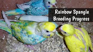 Rainbow Spangles Breeding Colony Progress