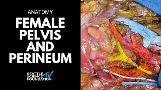 Pelvis and perineum: female